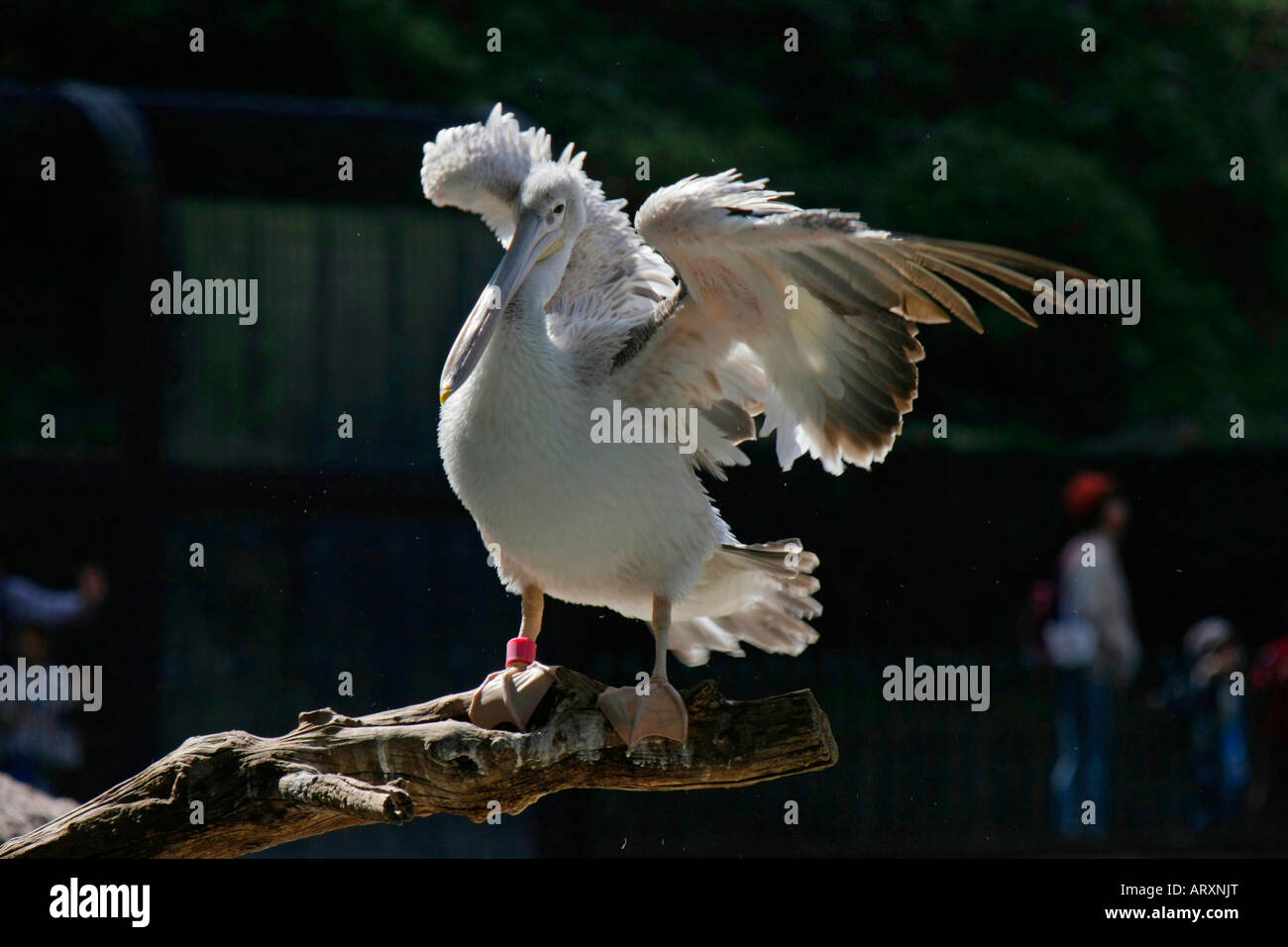 Un pélican au Zoo de Tama à Tokyo Japon Banque D'Images
