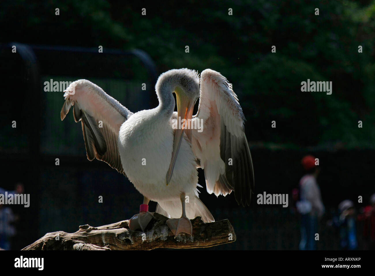 Un pélican au Zoo de Tama à Tokyo Japon Banque D'Images