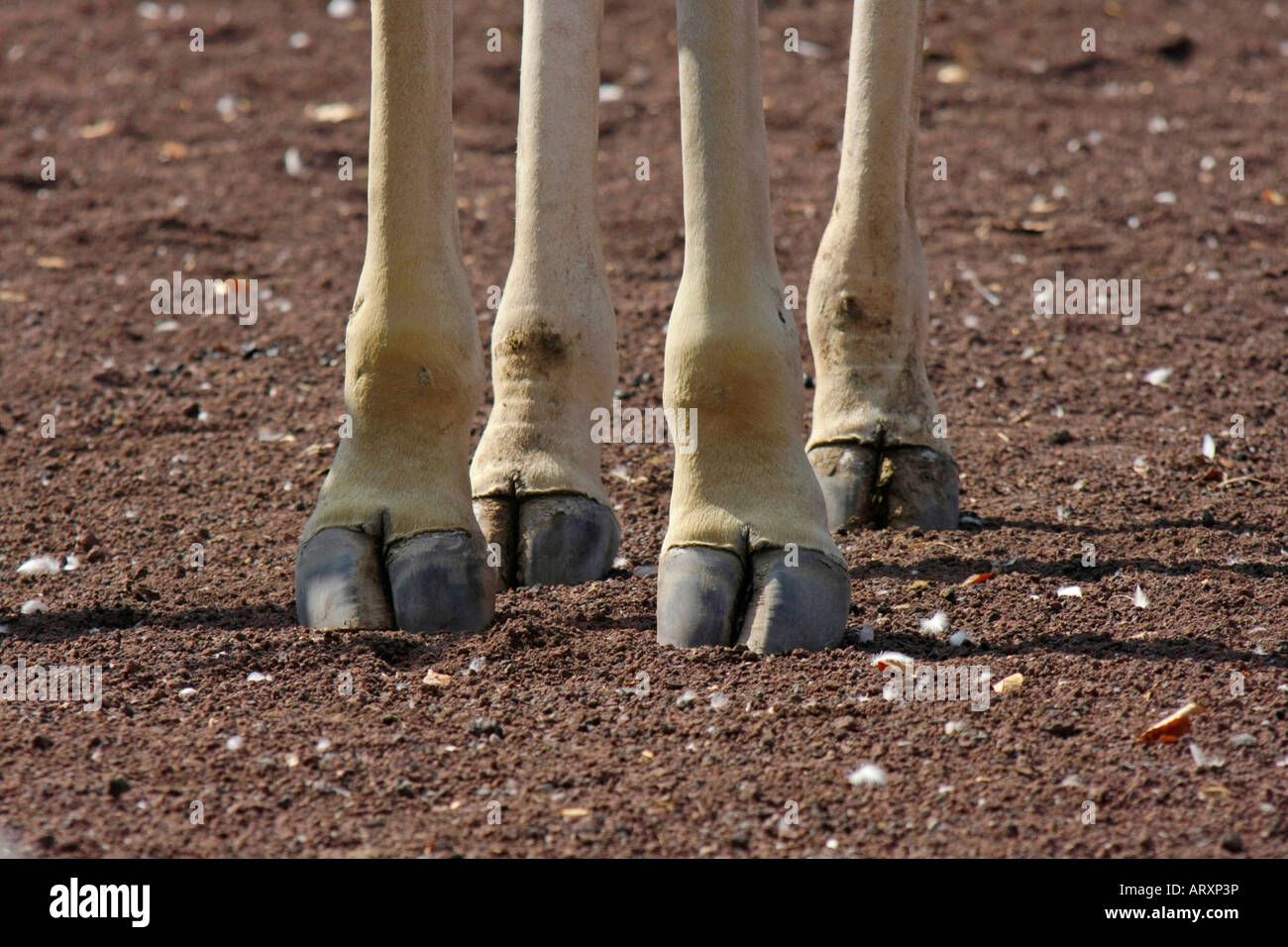 Les pattes d'une girafe au Zoo Banque D'Images