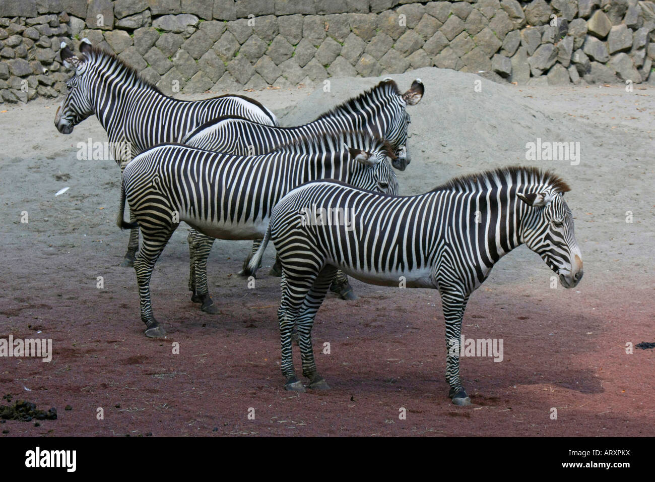 Les zèbres au Zoo Banque D'Images