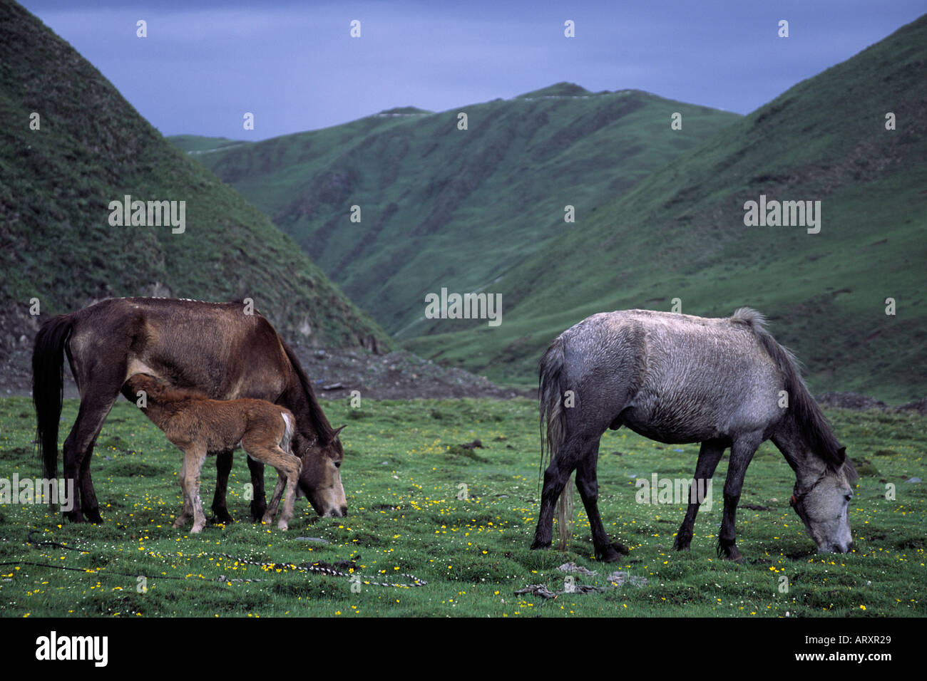 Une famille de chevaux sur la prairie Tagong près de Tagong Kham Tibet Chine Sichuan 2004 Banque D'Images