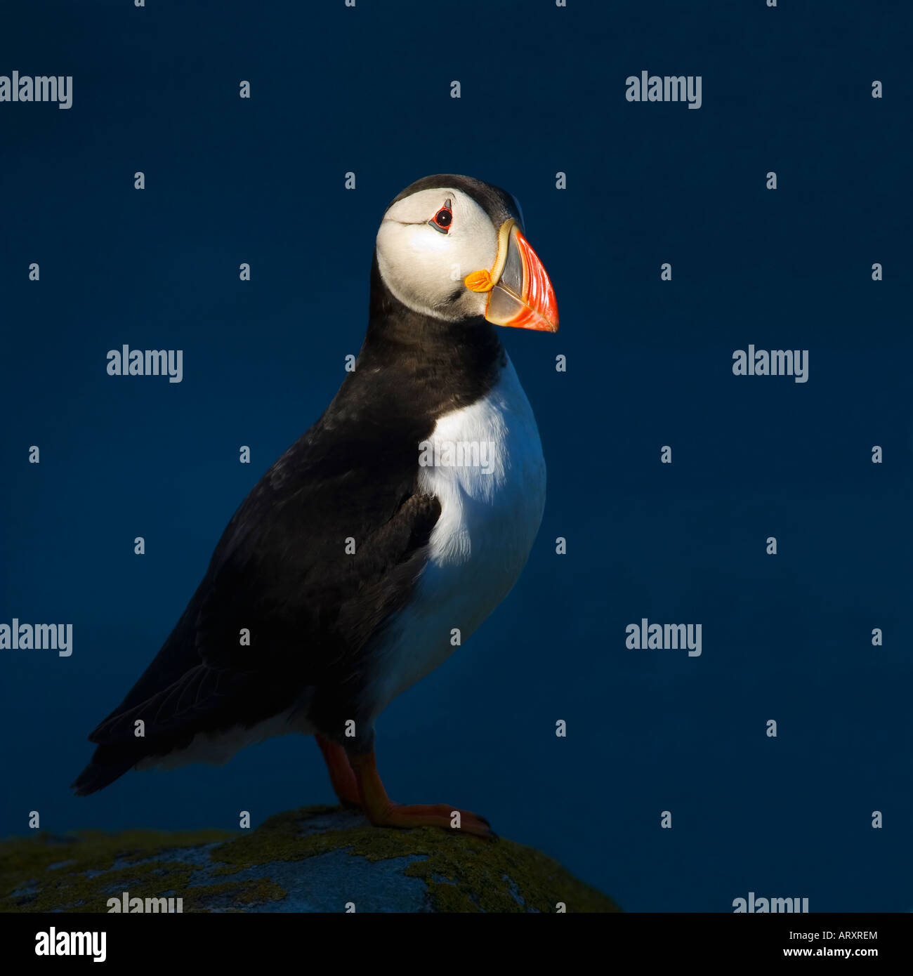 Macareux moine Atlantic Puffin Fratercula arctica sur rock en soleil en été contre la mer Îles Saltee Comté de Wexford Irlande Europe Banque D'Images