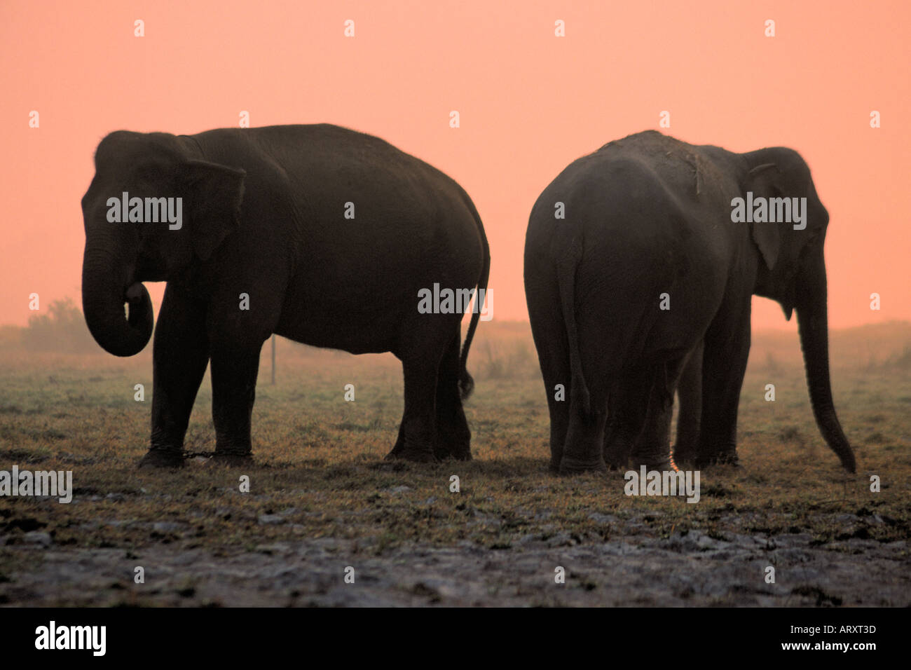 Deux éléphants pendant le lever du soleil sur le Plateau Bolevan au Laos 2005 Banque D'Images