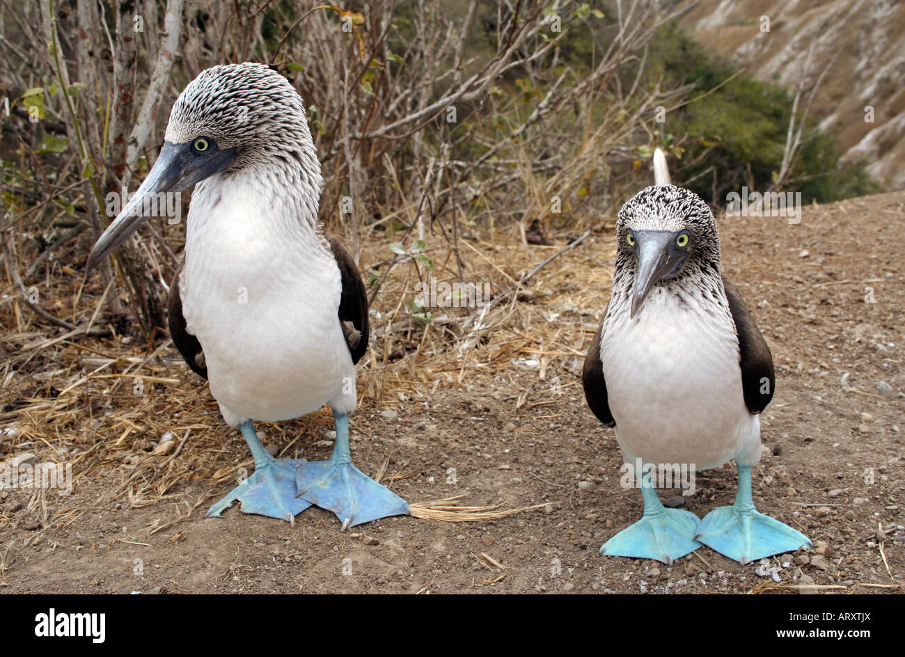 Blue Footed Booby oiseaux Parc National des Galapagos Équateur Amérique du Sud de l'Océan Pacifique Banque D'Images