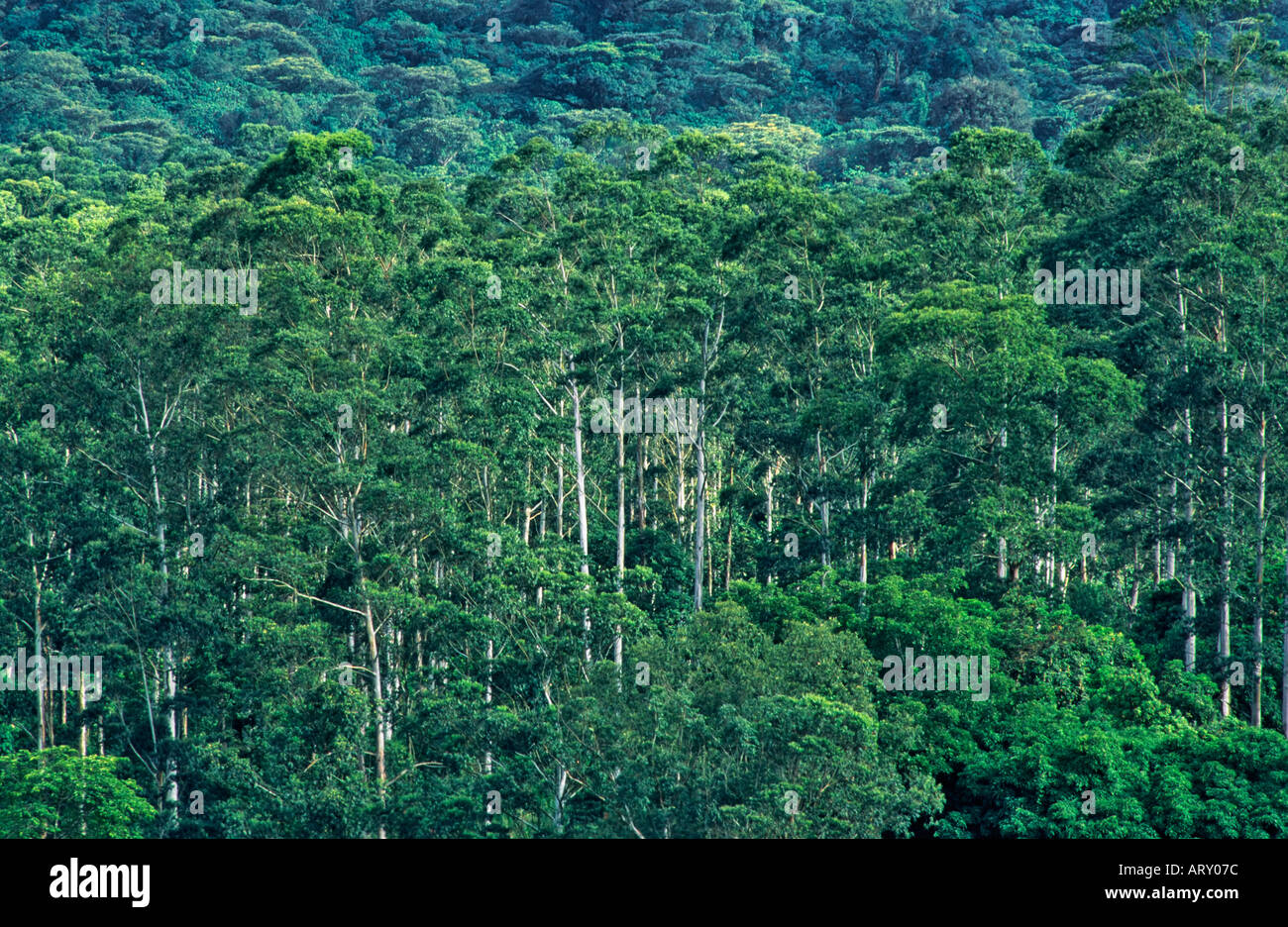 Forêt tropicale sur les côtés du Mont Cameroun, Cameroun Banque D'Images