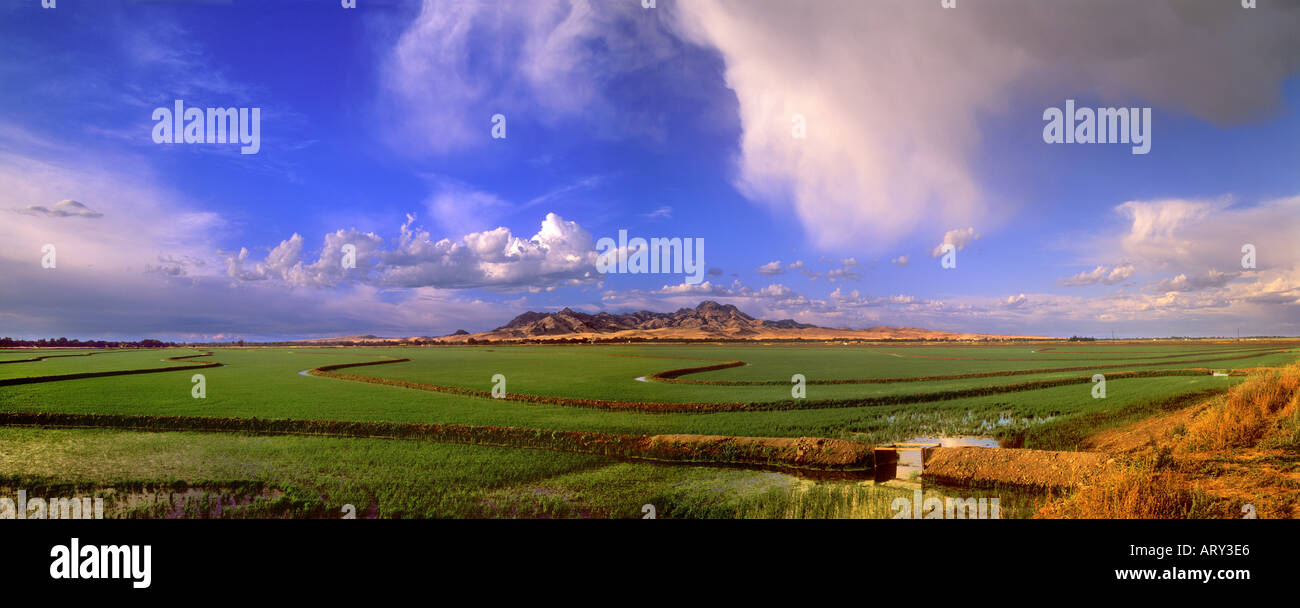 Une vue panoramique sur les champs de riz fraîchement germé sous le Sutter Buttes dans le Sacramento Valley de Californie Banque D'Images
