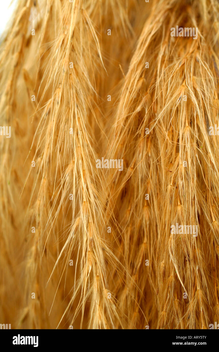 MISCANTHUS NEPALENSIS CLOSE UP DE GLANDS DE FLEURS SÉCHÉES Banque D'Images