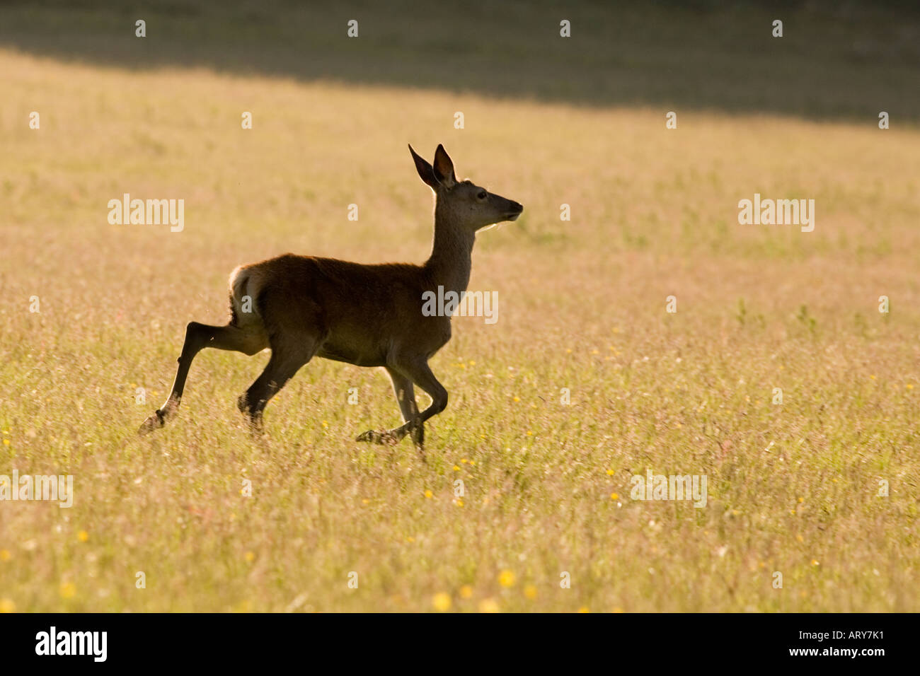 Red Deer () en cours d'exécution, Lochdon, île de Mull, Royaume-Uni. Banque D'Images