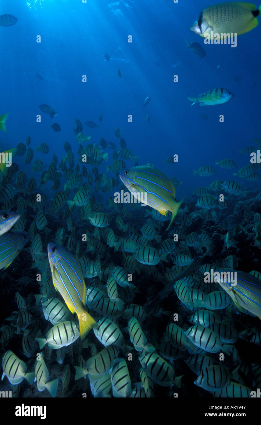 Bluestripe Snapper et la scolarisation Convict Tang sont communs à l'Hawaii's les récifs coralliens. Cette photo prise à Hanauma Bay. Banque D'Images