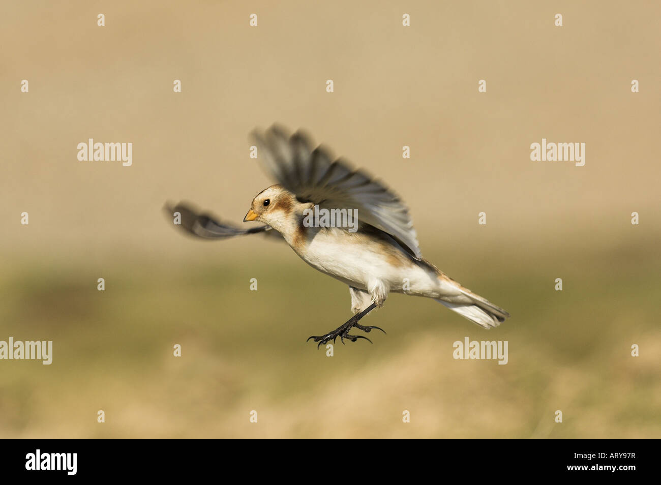 Bruant des neiges Plectrophenax nivalis seul oiseau planant au-dessus de région de l'alimentation sur les schorres North Norfolk Uk Février Banque D'Images