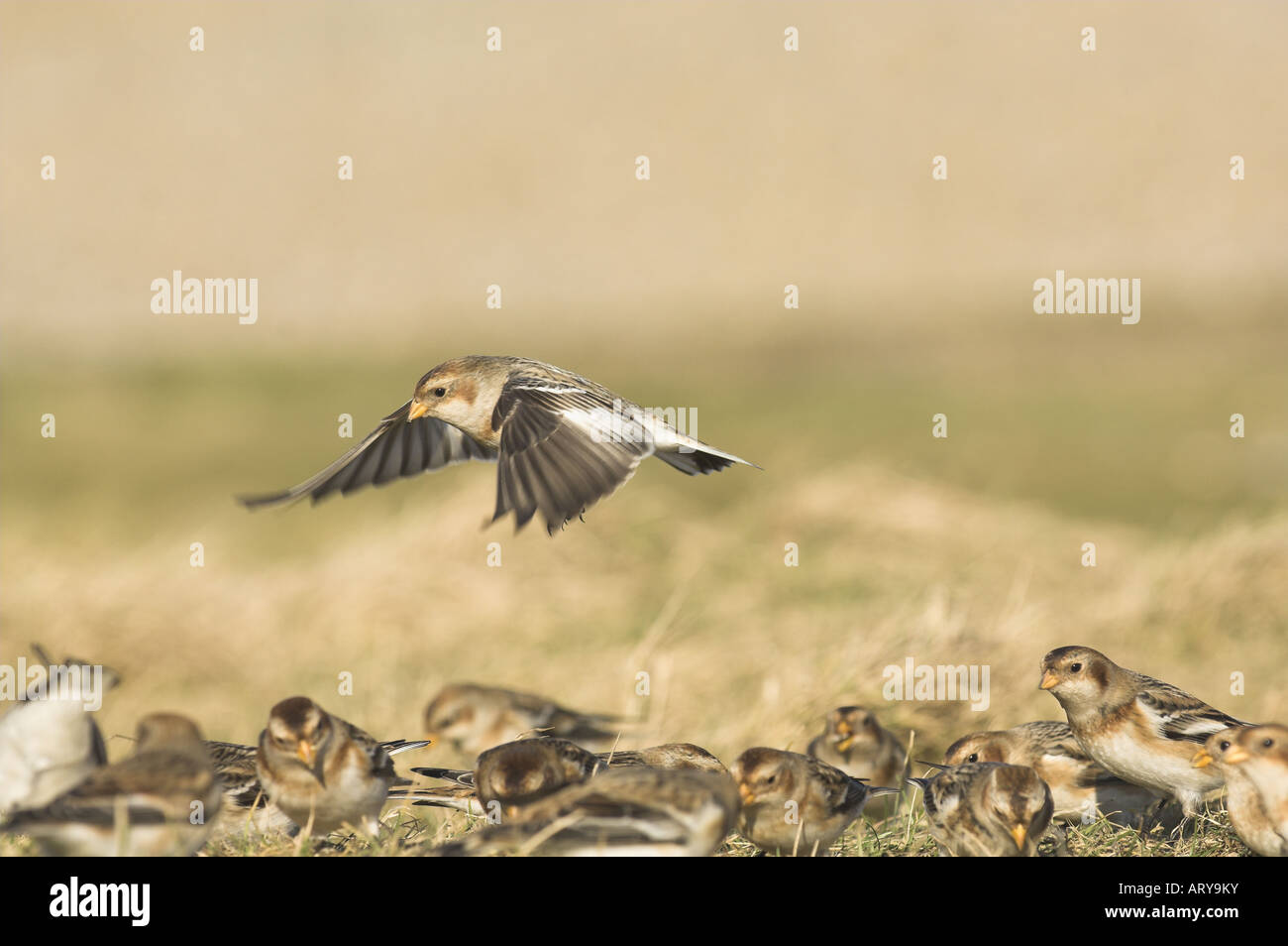 Bruant des neiges Plectrophenax nivalis seul oiseau planant au-dessus de nourrir les oiseaux sur les schorres North Norfolk Uk Février Banque D'Images