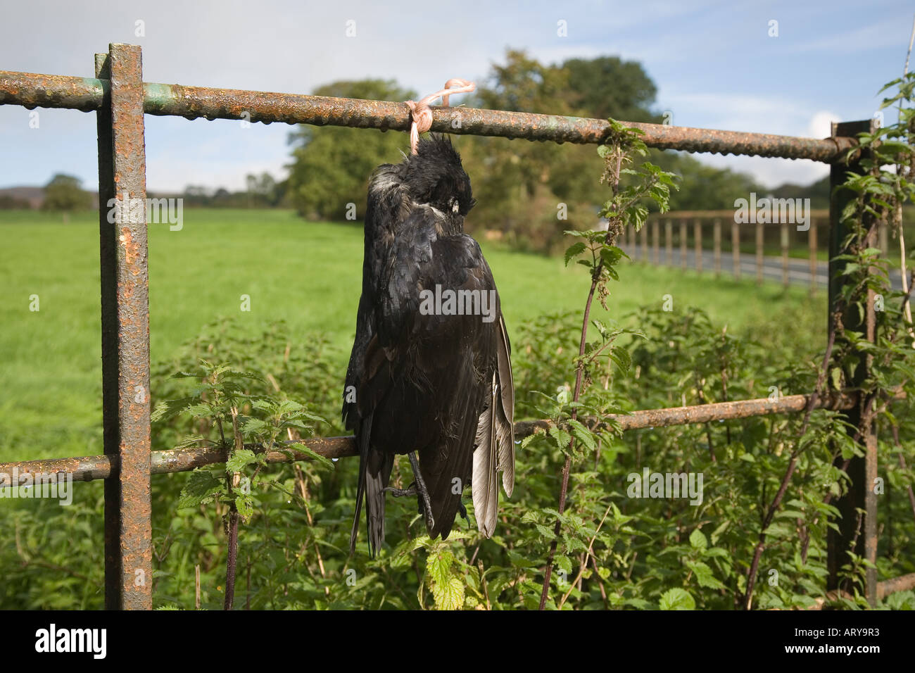 Étranges pratiques agricoles et contrôle des oiseaux de vermine; les corneilles mortes accrochées à la clôture de ferme métallique dans le creux de Bowland, Lancaster, Lancashire Royaume-Uni. Banque D'Images