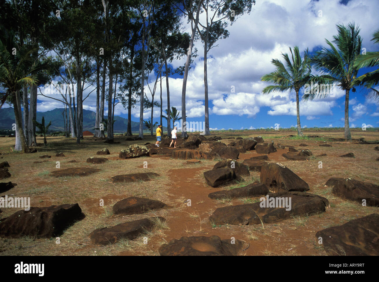 Entouré d'un bosquet de palmiers, l'Kukaniloko Birthstones State Monument est situé au nord de la ville de Wahiawa dans Banque D'Images