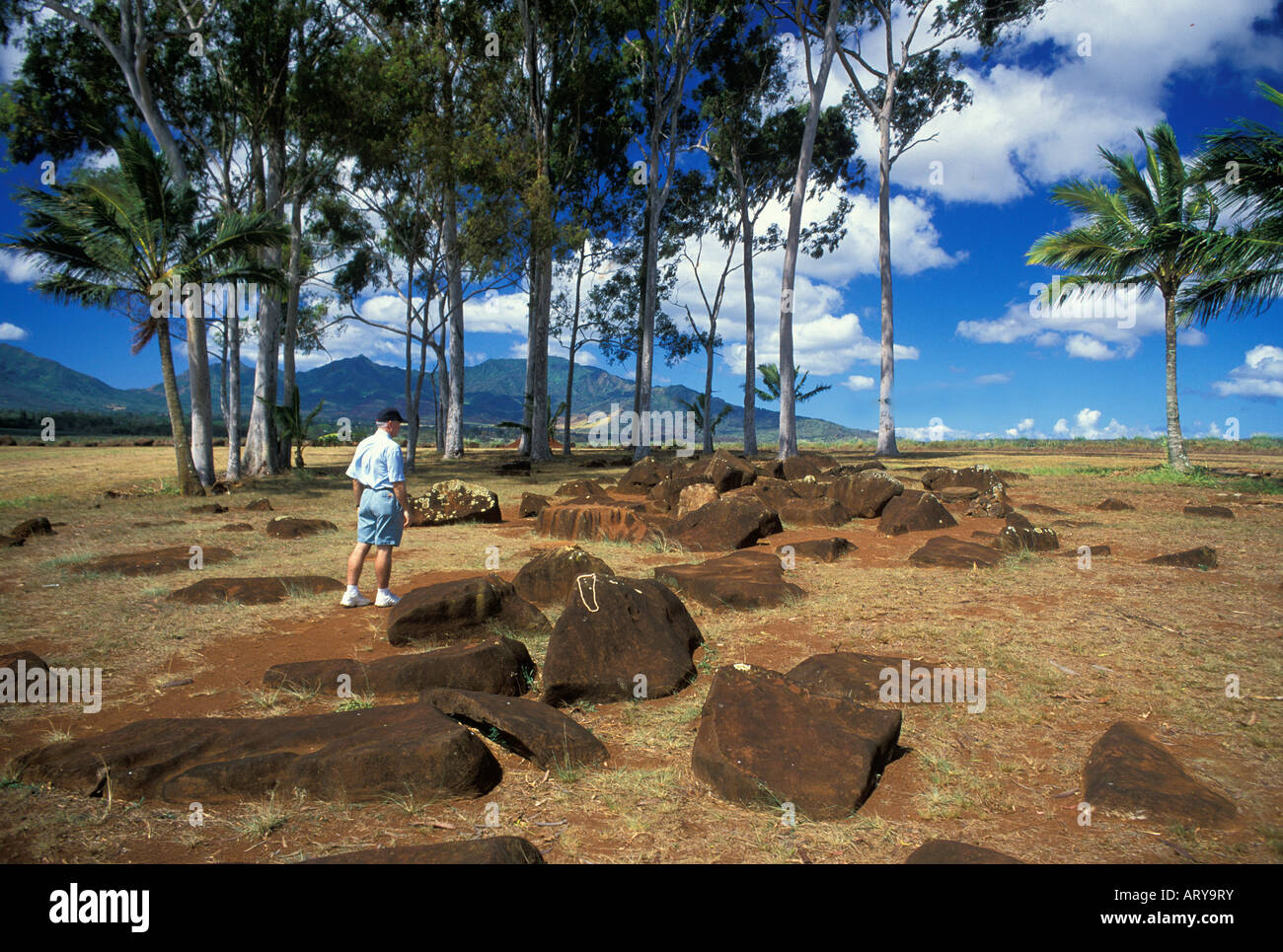 Entouré d'un bosquet de palmiers, l'Kukaniloko Birthstones State Monument est situé au nord de la ville de Wahiawa dans Banque D'Images