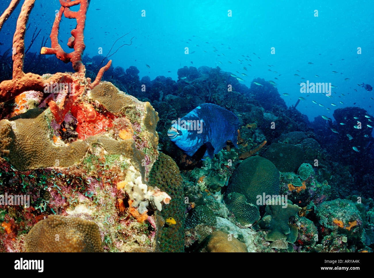 Minuit Perroquet Scarus coelestinus au Coral Reef Mer des Caraïbes Cuba Banque D'Images