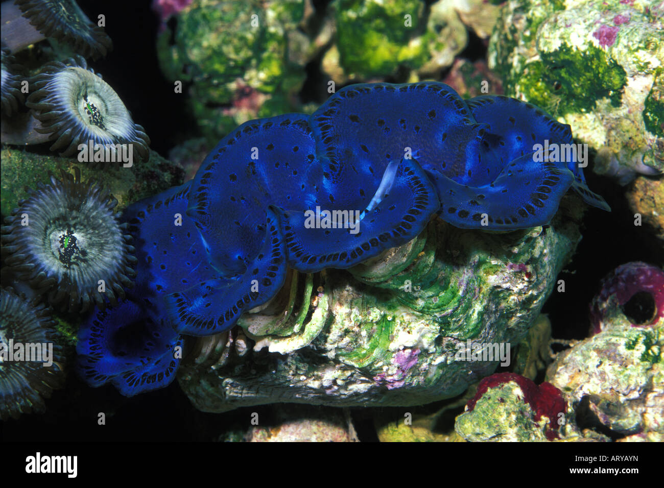 Les bénitiers aux couleurs vives est l'une des nombreuses créatures marines uniques trouvés sur l'affichage à l'Aquarium de Waikiki d'Oahu. Banque D'Images