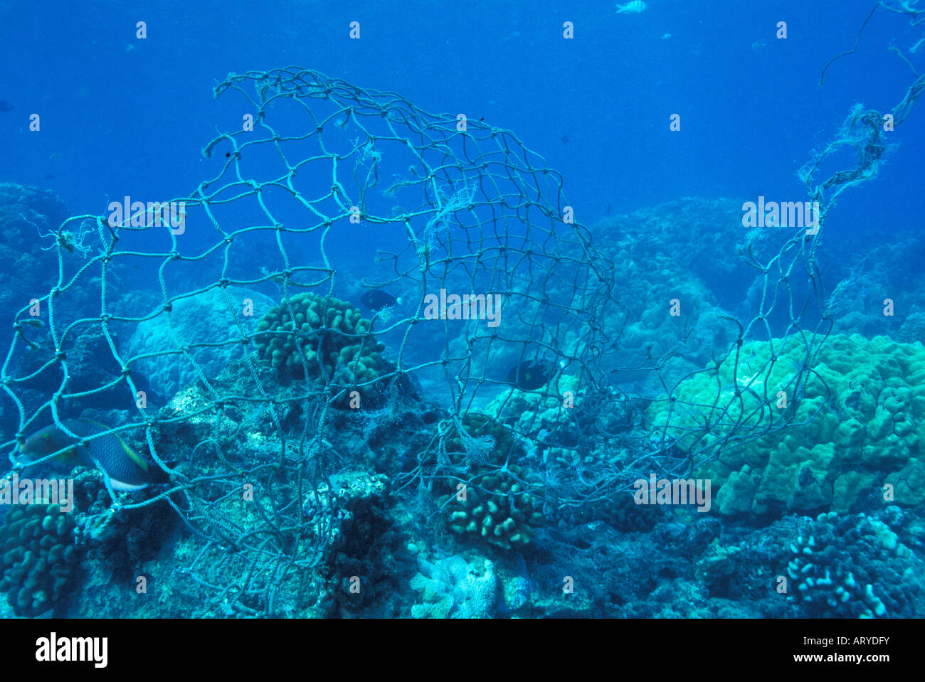 Filet de pêche jeté pose menace pour les poissons de récif et des tortues de mer en voie de disparition. Dommages-intérêts aussi délicate pour les récifs coralliens Banque D'Images