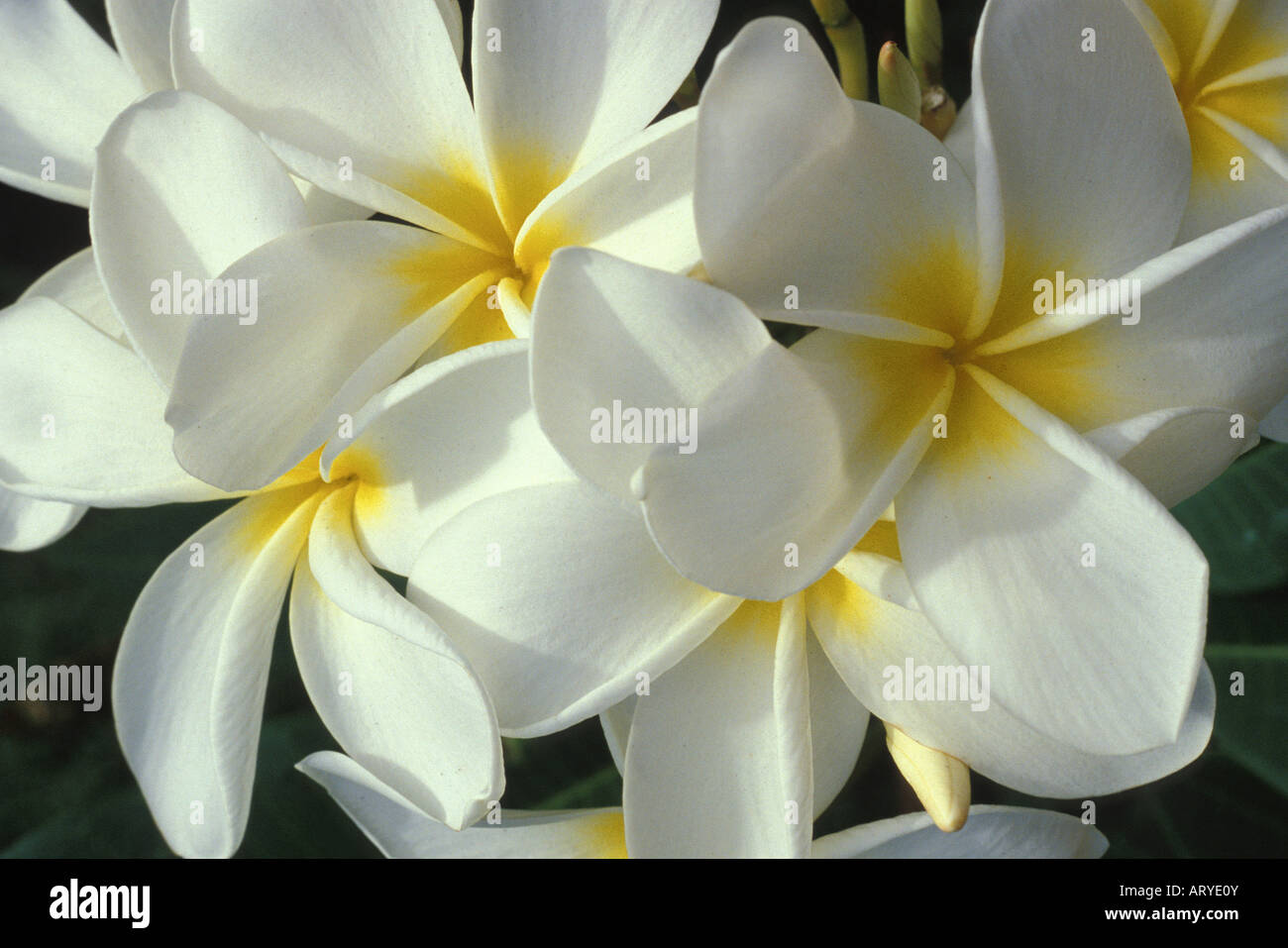 Plumeria, ou frangipani (apocynacae), une fleur parfumée souvent utilisé en lei de décisions Banque D'Images