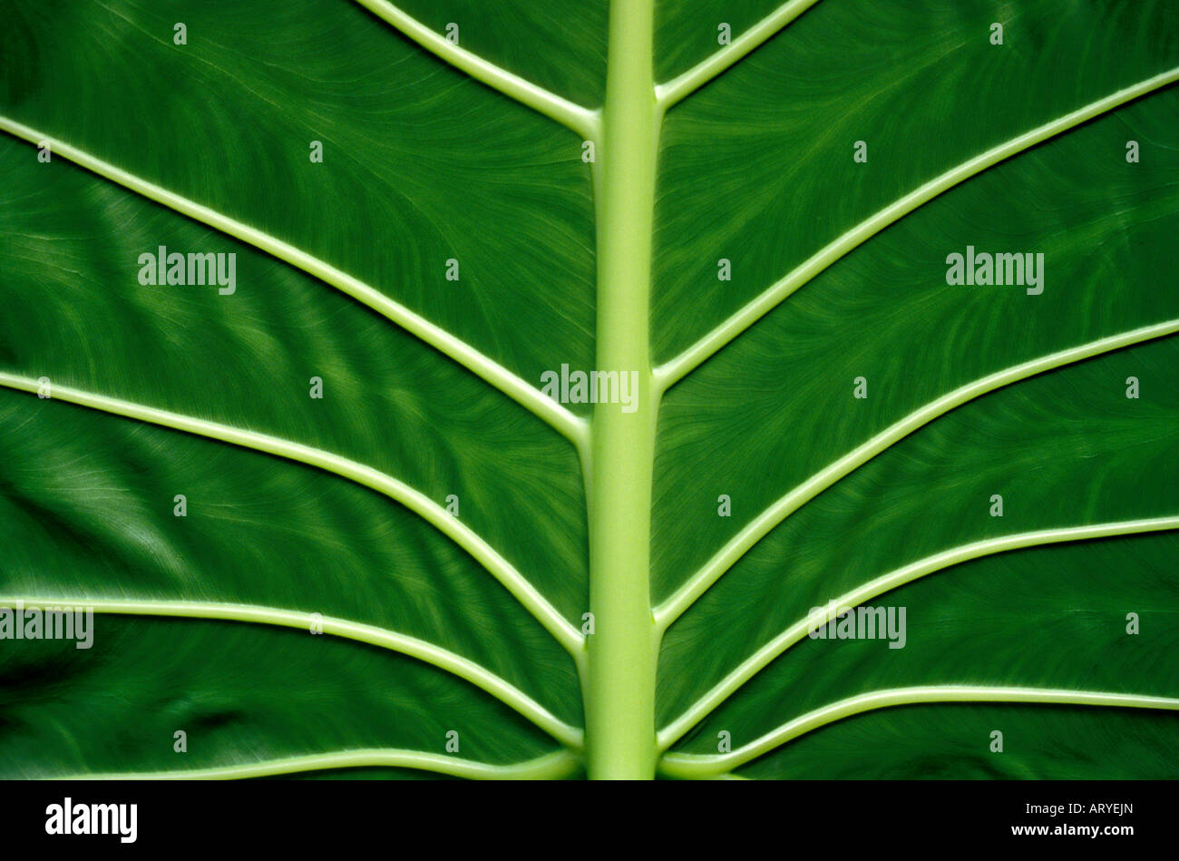 Vue du dessous d'ape (prononcé ah-payer) des feuilles (Araceae) Banque D'Images