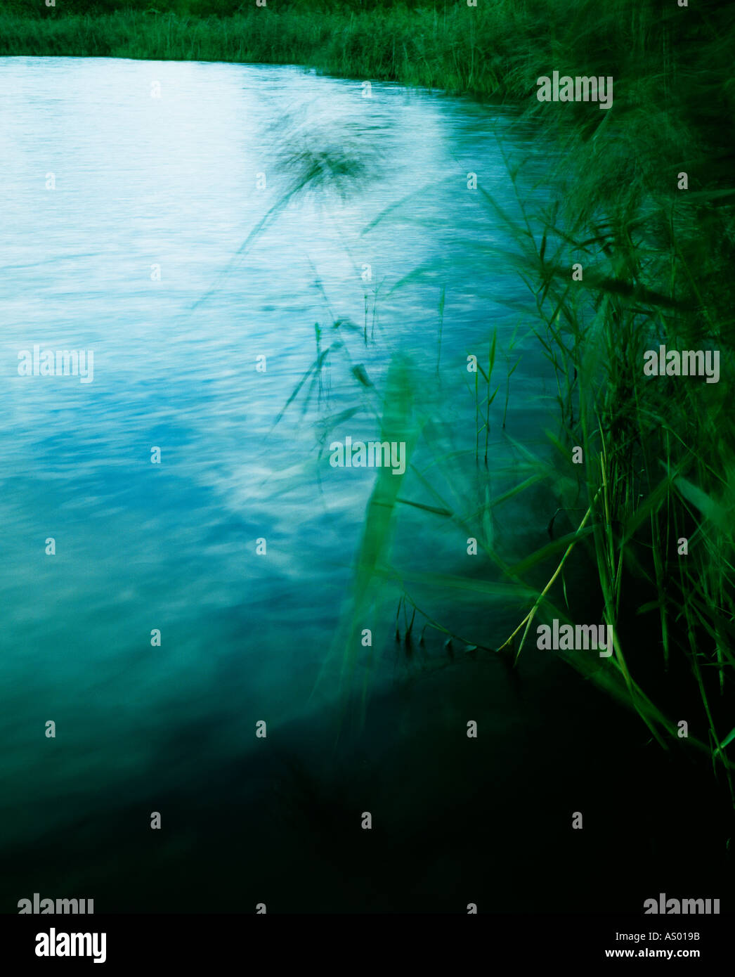 Un lac calme avec reed vert Banque D'Images