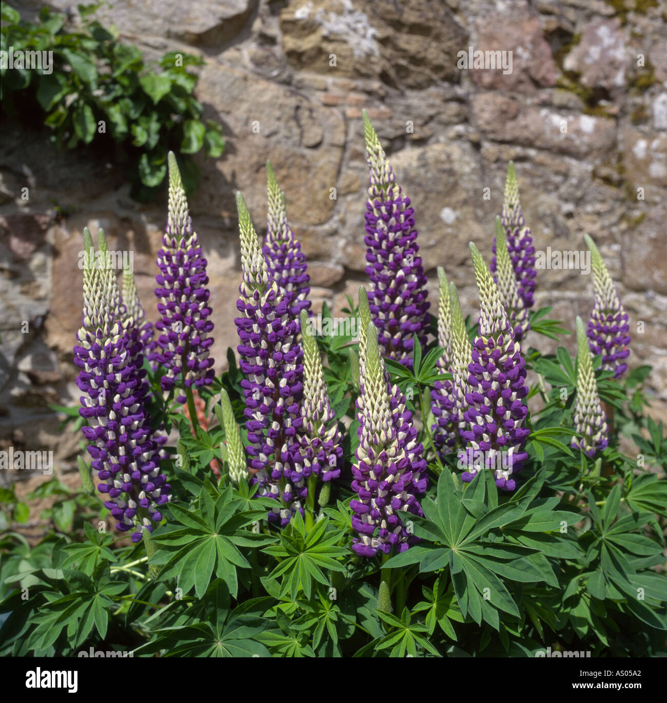 Lupinus Lupin dans le National Trust for Scotland à Pitmedden Gardens Banque D'Images