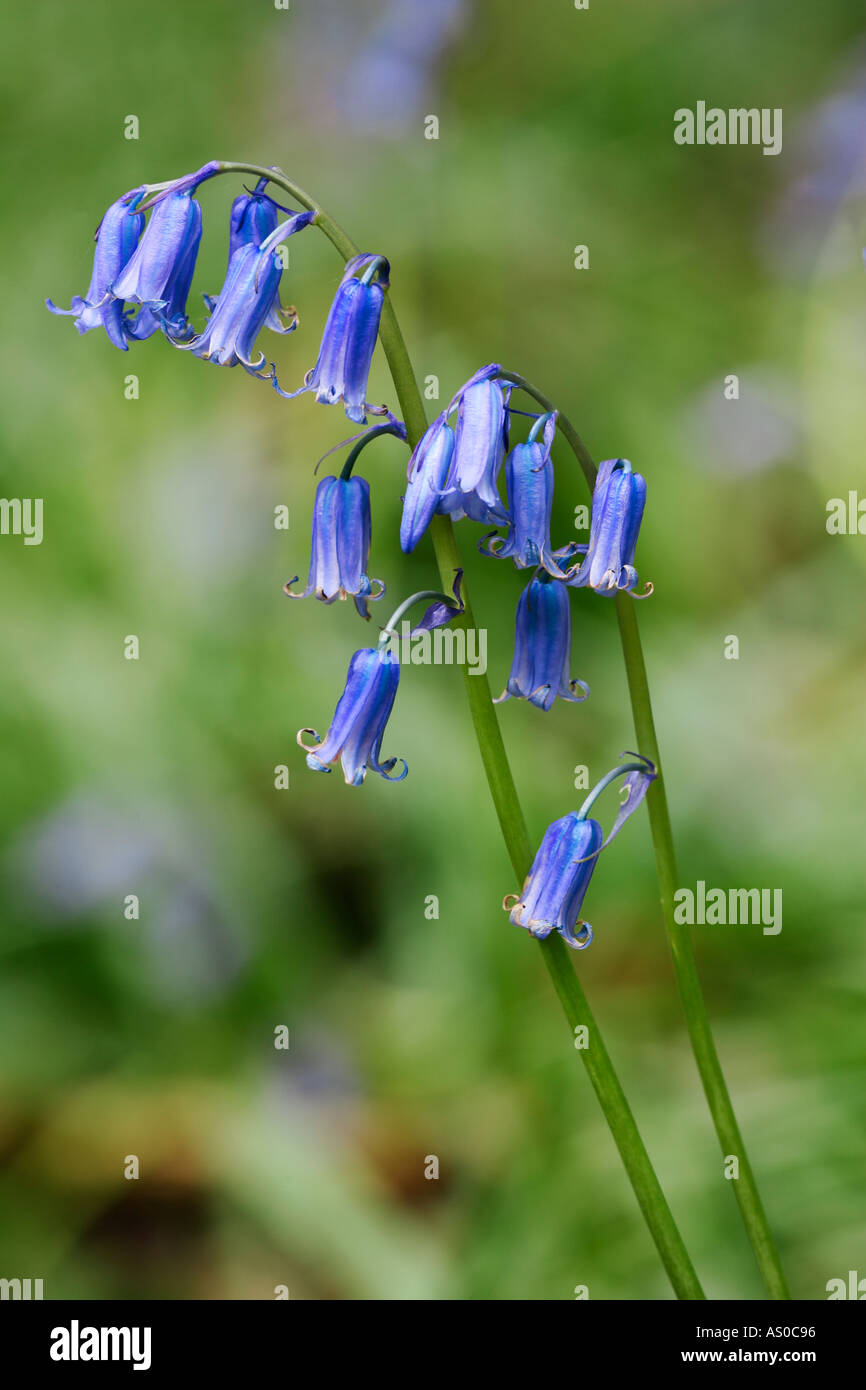 Bluebell Hyacinthoides non scripta gransden cambridgshire bois Banque D'Images