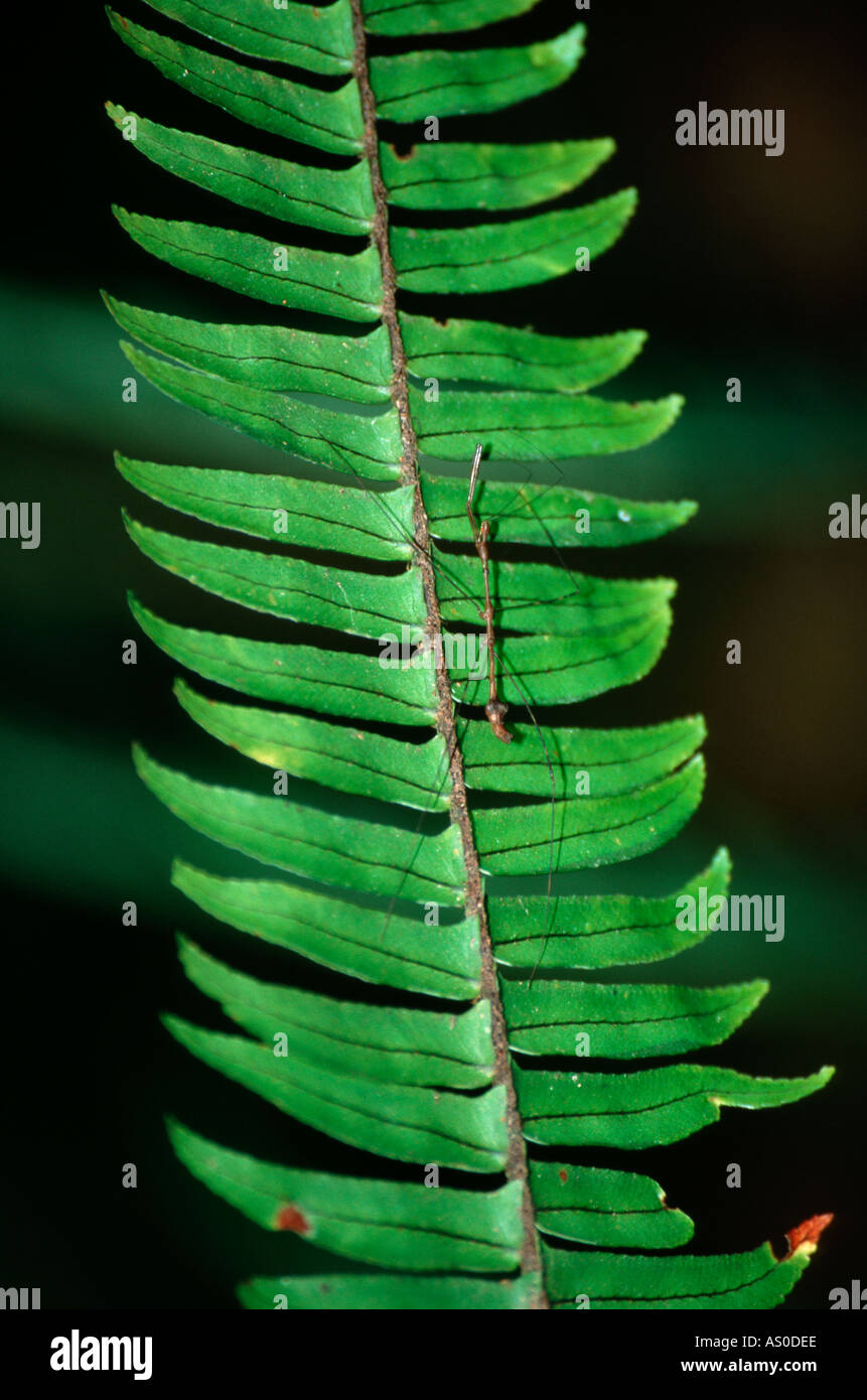 Insecte sur fern Costa Rica Banque D'Images