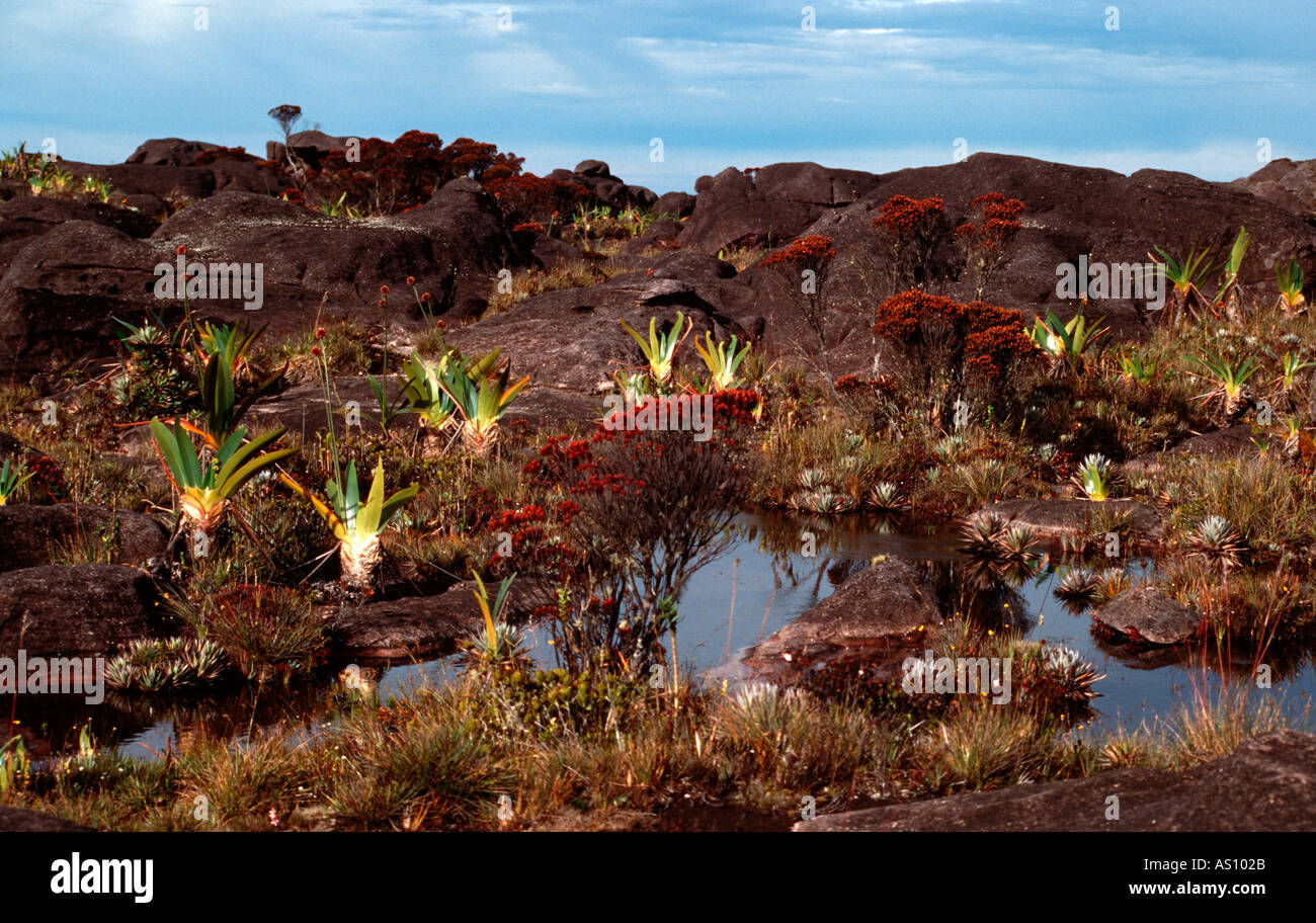 Sommet du Mont Roraima Gran Sabana South Venezuela Banque D'Images