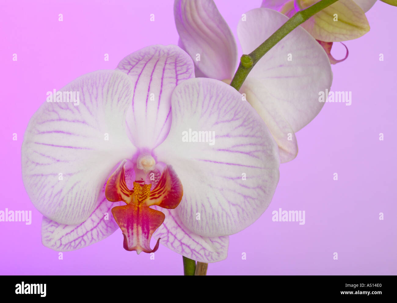 Orchidaceae orchidée phalaenopsis fleur Banque D'Images