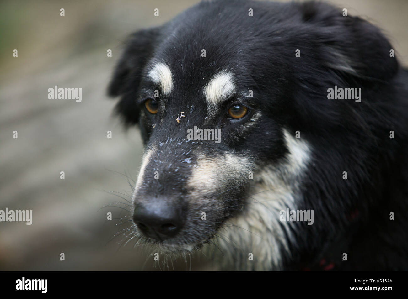 Portrait de chien Banque D'Images
