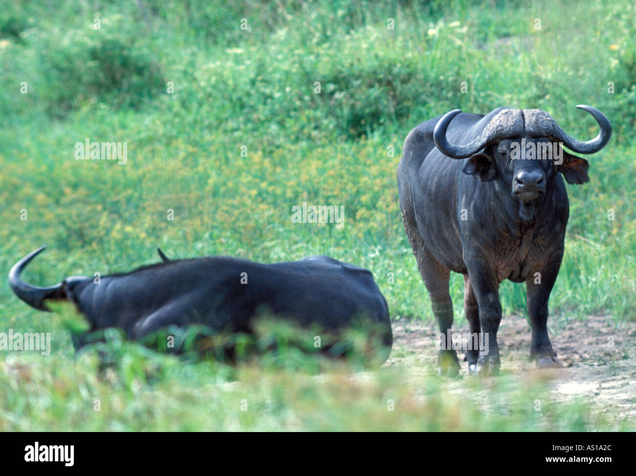 Buffle syncerus caffer se vautrer dans mudhole dans le Parc National de Nairobi Kenya Afrique Banque D'Images