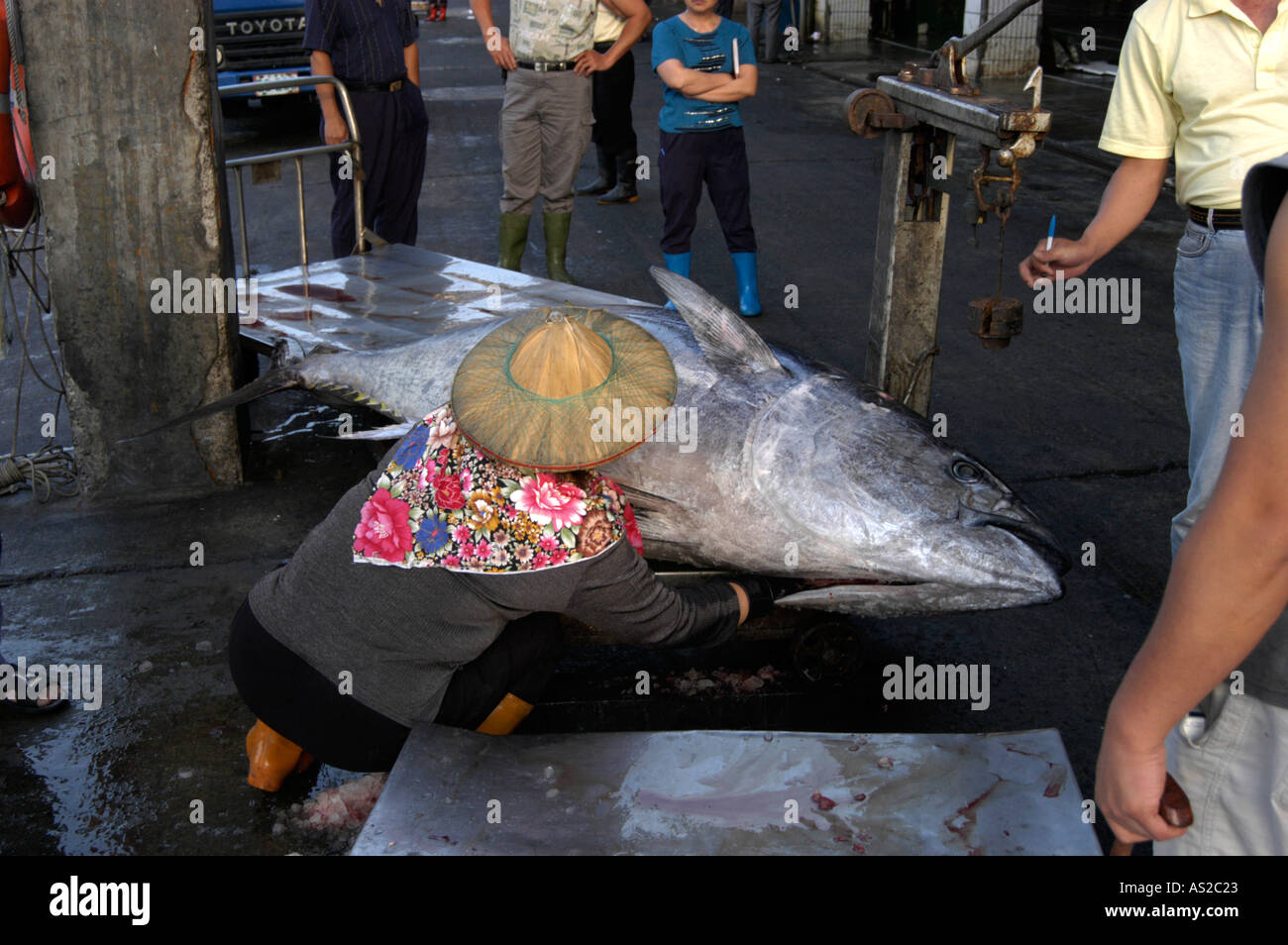 300kg rouge énorme d'être mis en marché de poisson à Banque D'Images