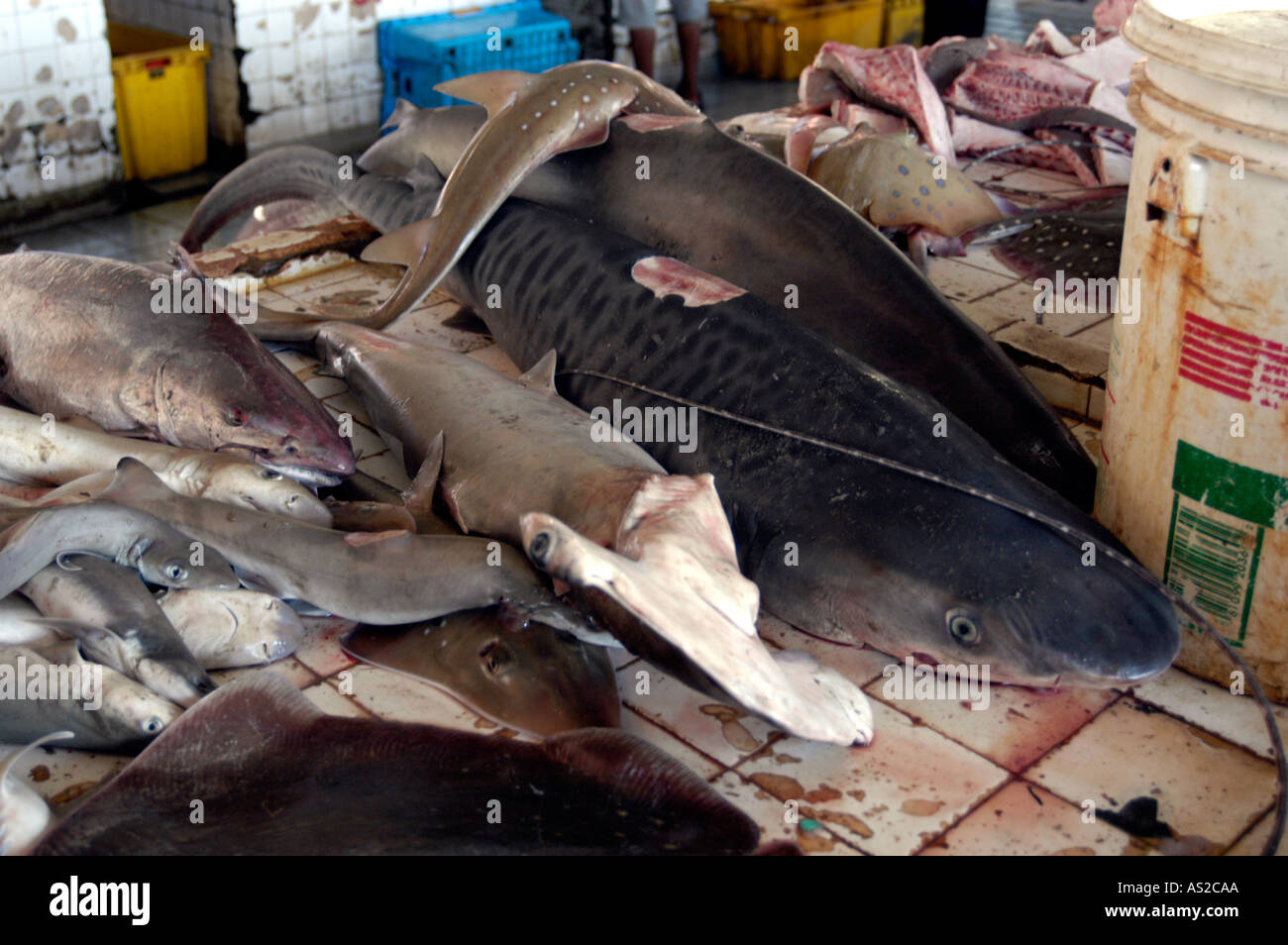 Requin tigre juvénile et au marché de poisson de requins-marteaux Banque D'Images