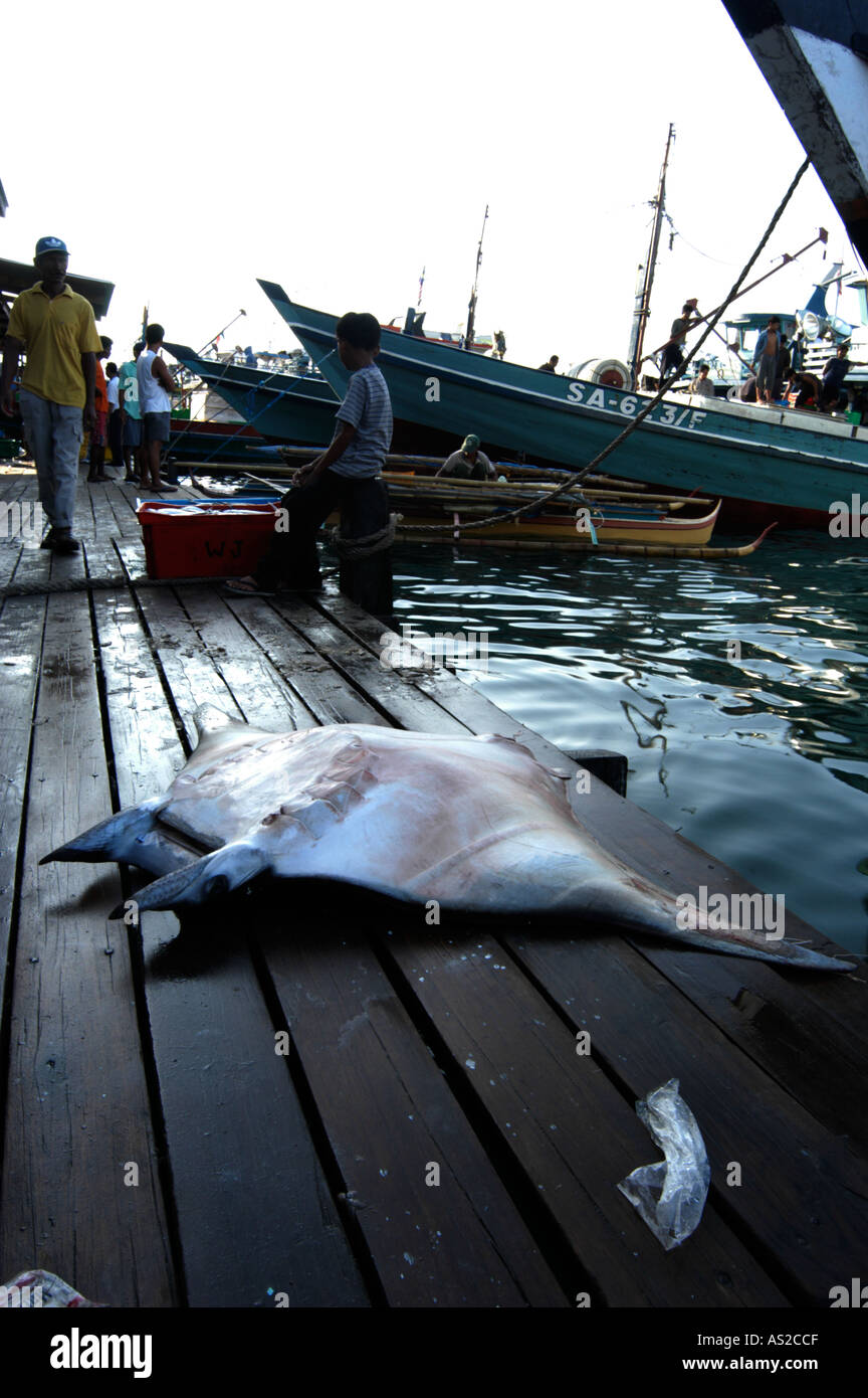 Devil ray à port de pêche Banque D'Images