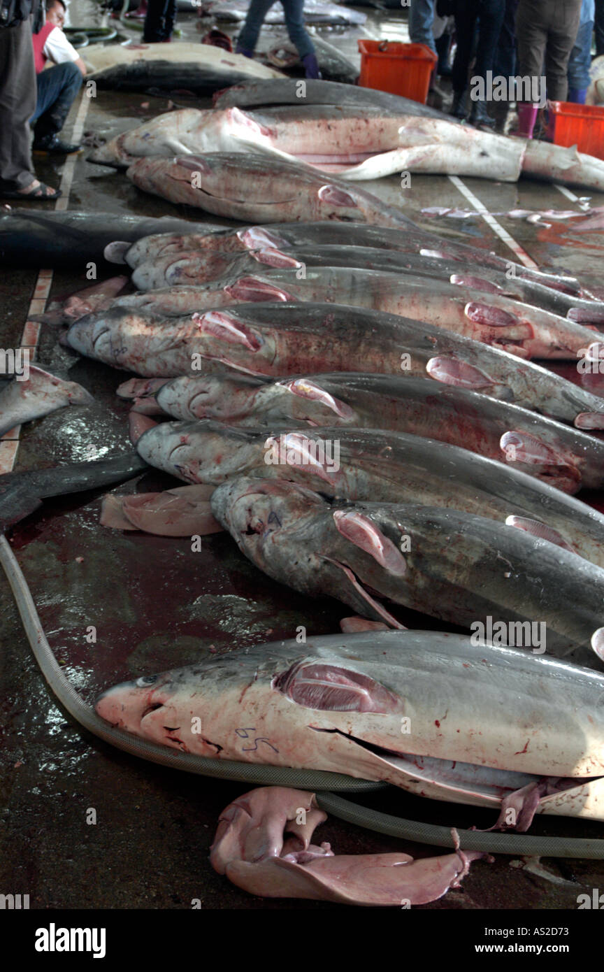 Les requins à ailettes alignées dans fish market Banque D'Images
