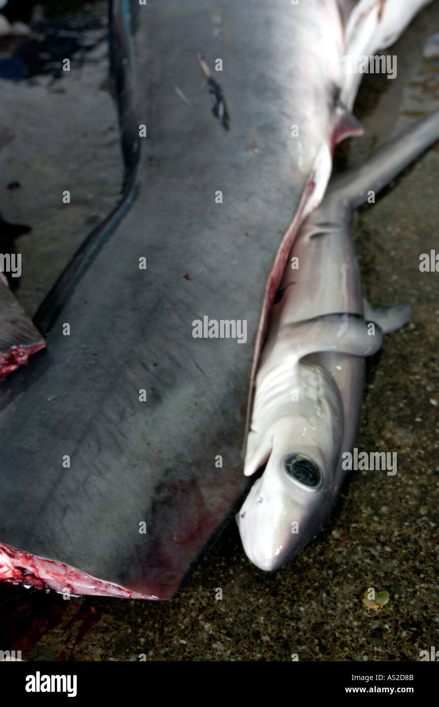 Requin à naître à côté du marché de poissons adultes morts sur marbre Banque D'Images