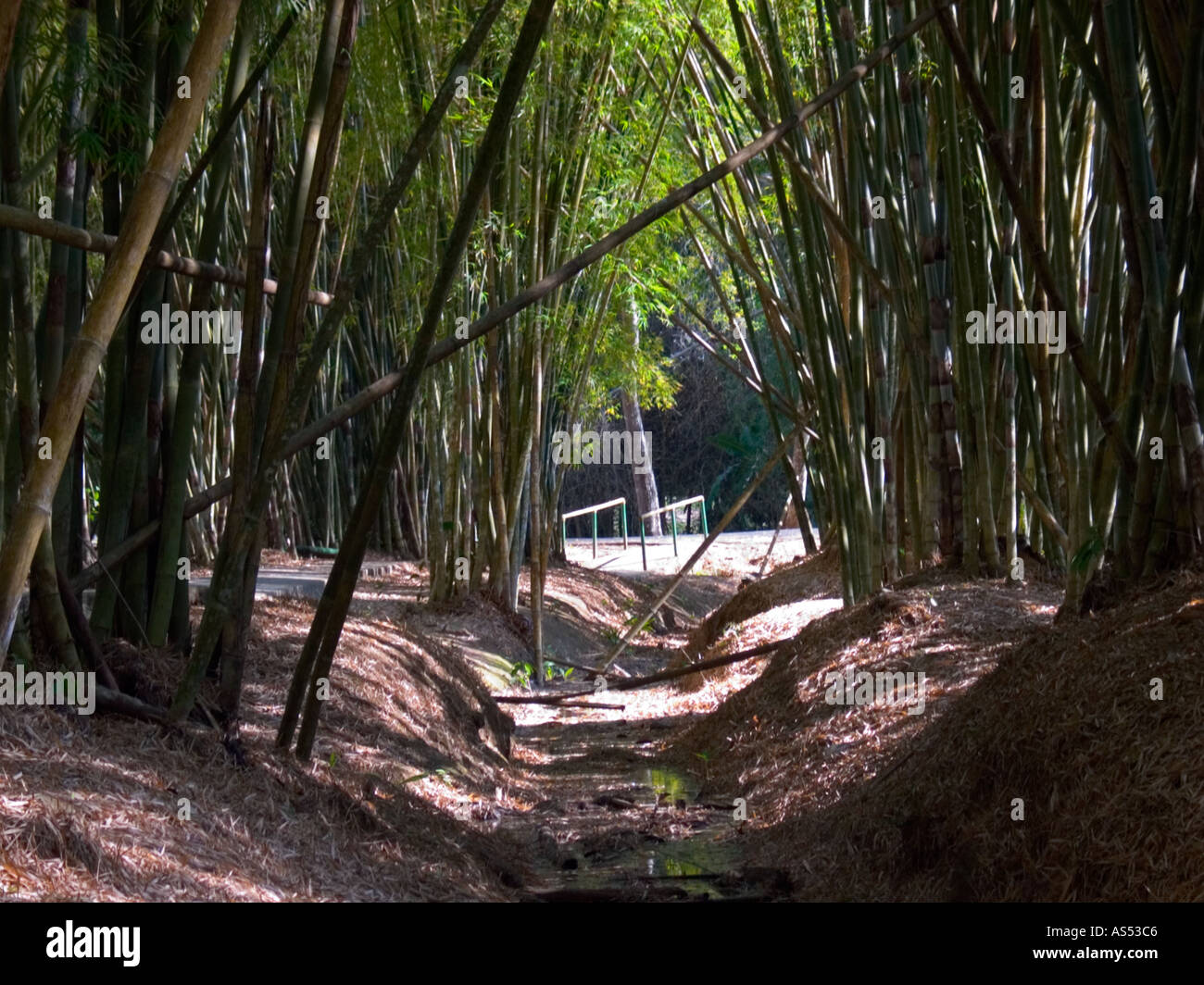 Bamboo Banque D'Images