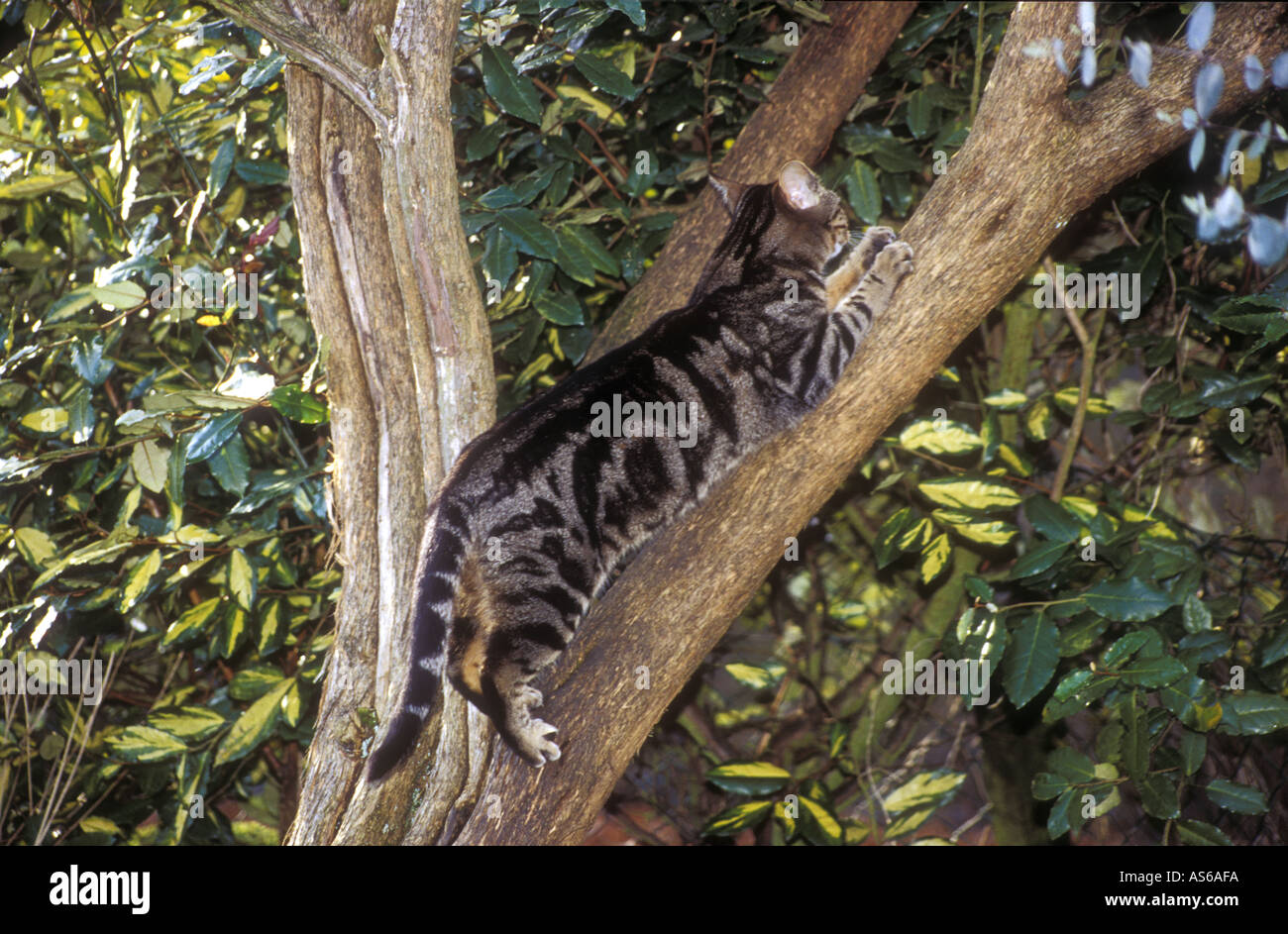 Cat tree climbing Banque D'Images