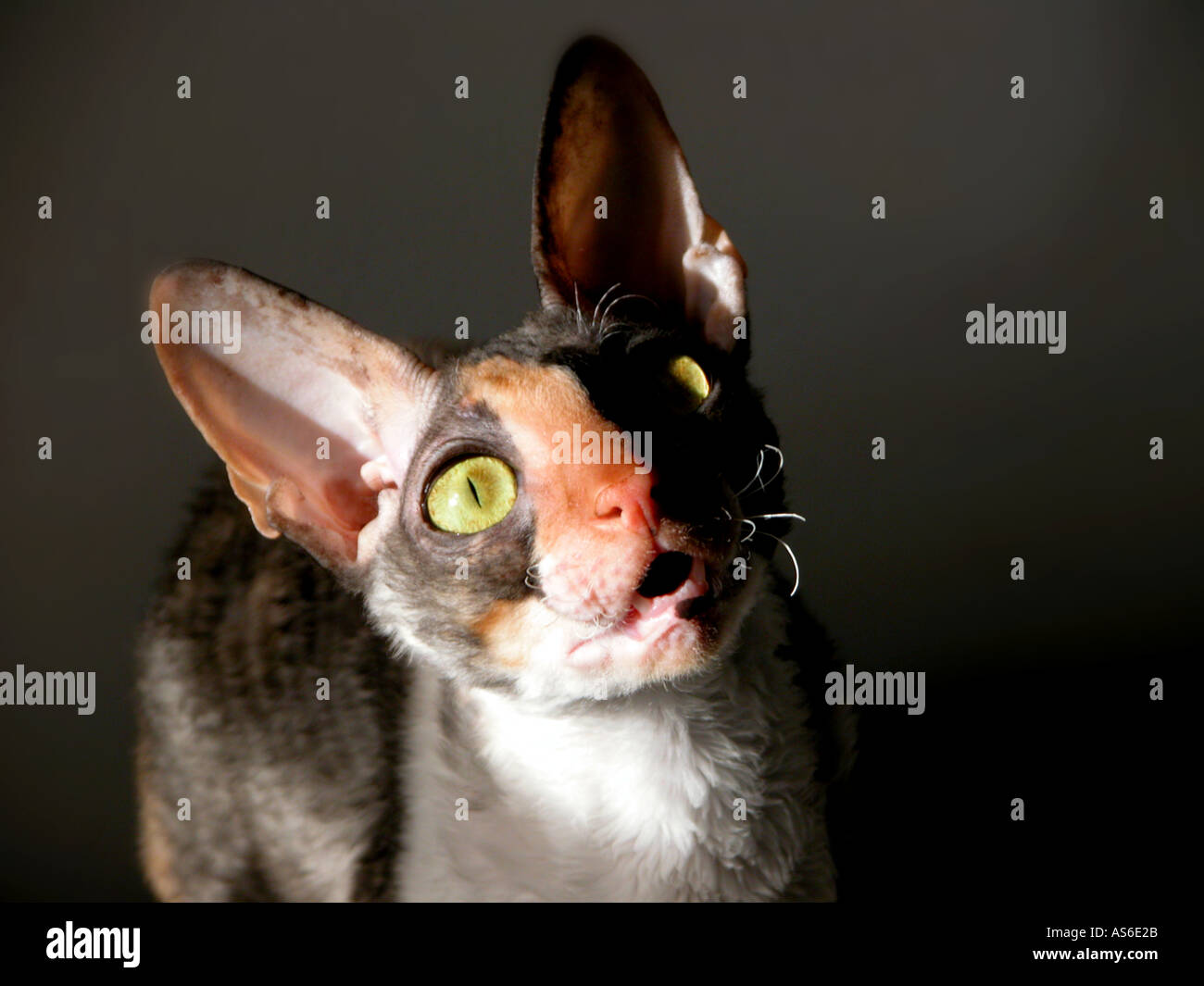 Race de chat de Cornish Rex pour montrer Calico jeune femme Banque D'Images