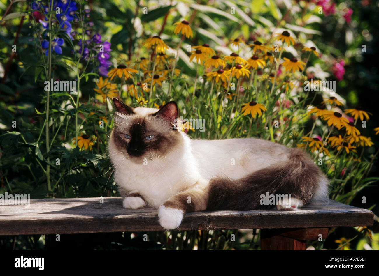 Chat Sacré de Birmanie - situé en face de fleurs Banque D'Images