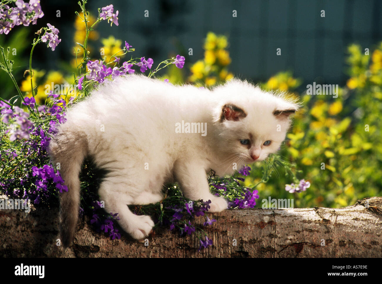 Chaton Ragdoll - debout à côté de fleurs Banque D'Images