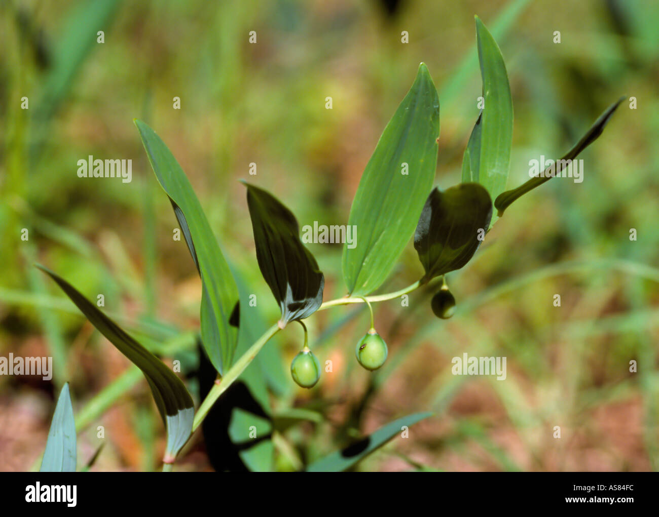 Anuglar Polygonatum odoratum Sceau Salomon Banque D'Images