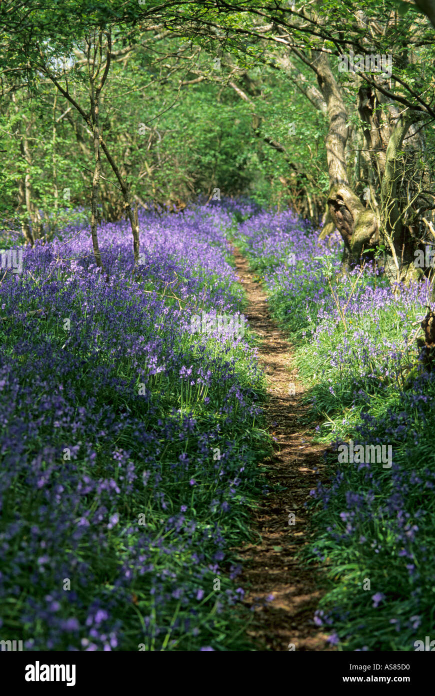 Chemin à travers bois bluebell Tackley Oxfordshire England UK Banque D'Images