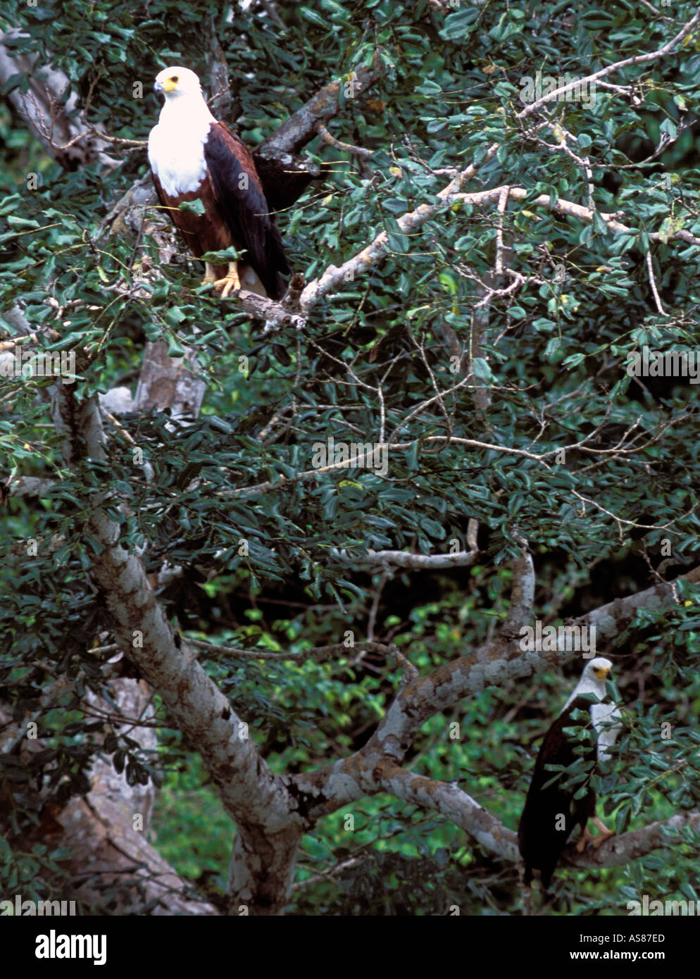 Paire d'aigles pêcheurs africains se percher dans l'arbre de la numérisation pour les poissons du lac Shimba Hills National Reserve Afrique Kenya Banque D'Images