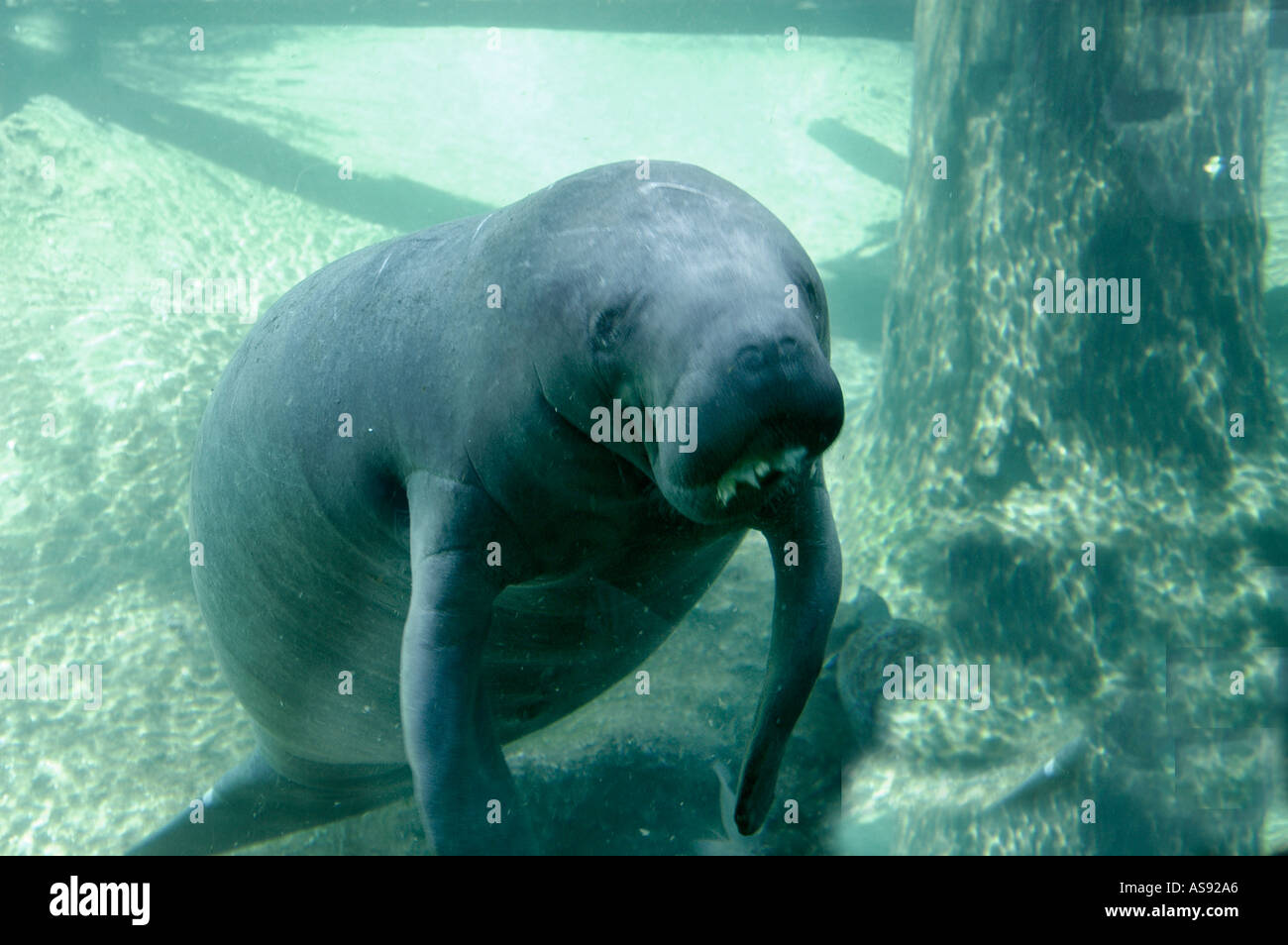 Homosassa Springs Florida Manatee Espèces menacées Banque D'Images