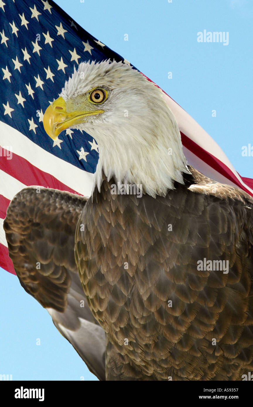Pygargue à tête blanche avec le drapeau américain en arrière-plan Banque D'Images