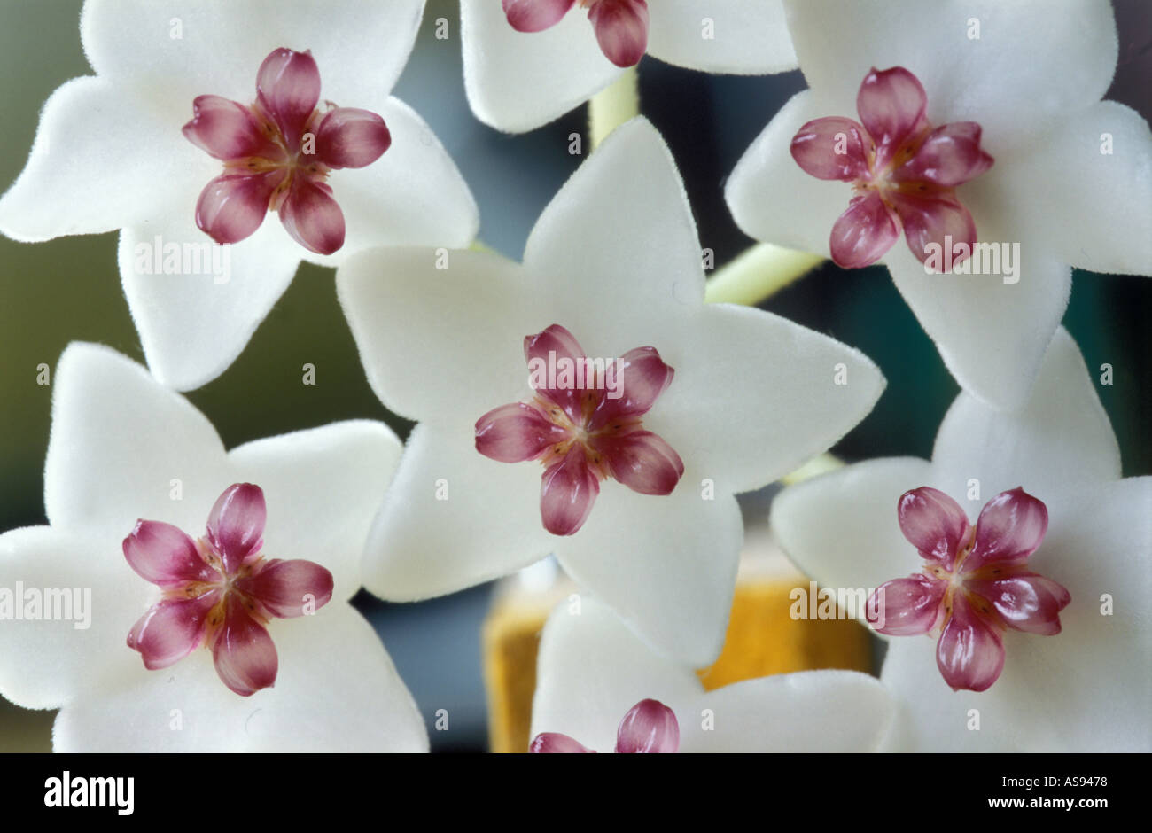 Hoya fleurs macro closeup Banque D'Images