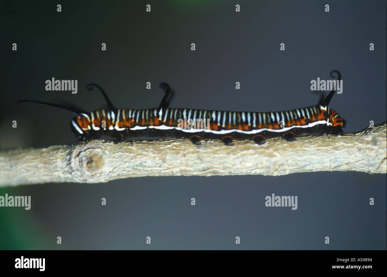 Ficus australien sur caterpillar du Sud-Est du Queensland 3108 Banque D'Images