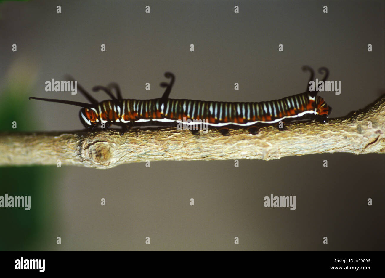 Ficus australien sur caterpillar du Sud-Est du Queensland 3109 Banque D'Images