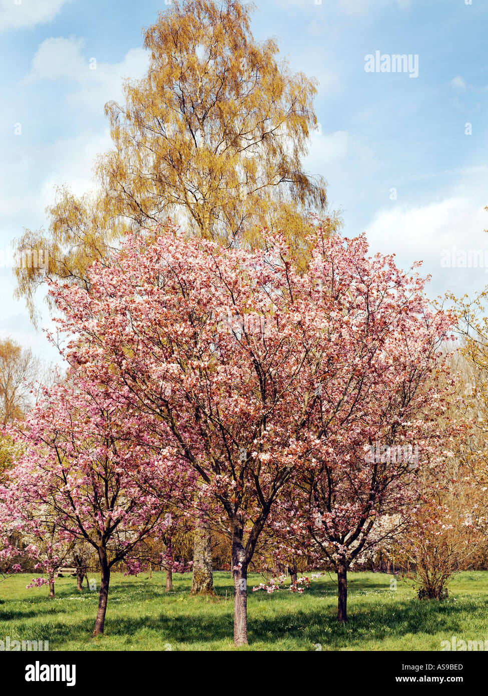 Cerisiers en fleurs rose Banque D'Images